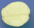 sliced tuber