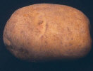 Tuber
