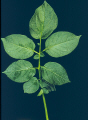 Leaf