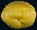 Tuber