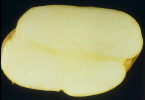 Sliced tuber