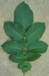 Leaf