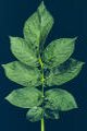 Feuille