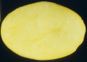 Tubercule tranché