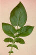 leaf