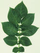 Leaf