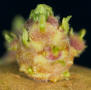 Sprout