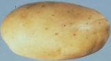 Tuber