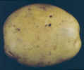 tuber