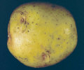 Tuber