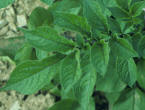 Feuille