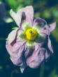 Fleurs