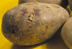 Tubercule