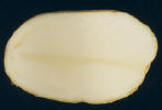 Sliced tuber