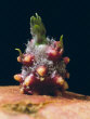 Sprout