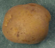 Tuber