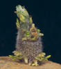 Sprout
