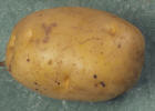 tuber