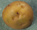 Tuber