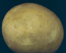 tubercule tranché