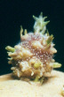 Sprout