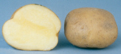 Tubers