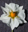 Fleurs
