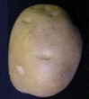 Tubercule
