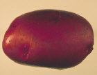 tuber