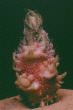 Sprout