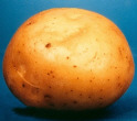 Tuber