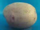 Tuber
