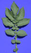 Leaf