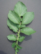 Feuille