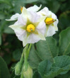 Fleurs