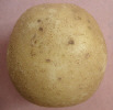 Tubercule