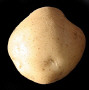 Tuber