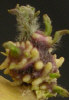 Sprout