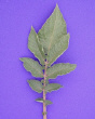 Leaf