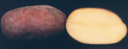 Tubers
