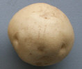 Tuber