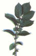 leaf