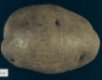 tuber