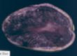 sliced tuber