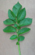 Leaf