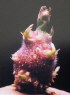 Sprout