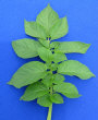 Leaf
