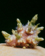 Sprout