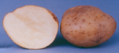 Tubers