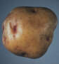 Tuber
